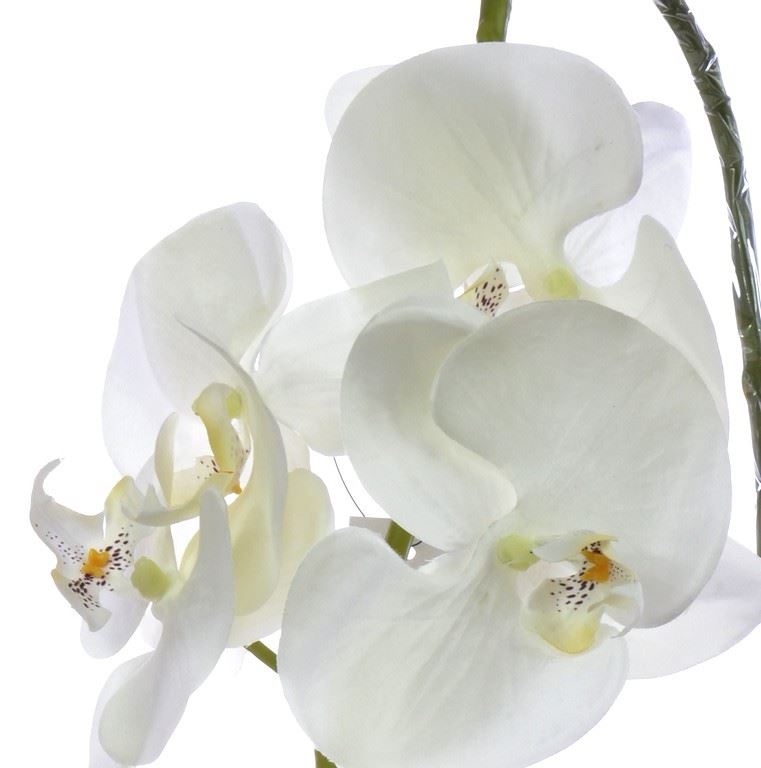 LARGE PHALAENOPSIS SUN315 CREAM 1431