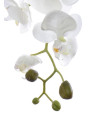 LARGE PHALAENOPSIS SUN315 CREAM 1431