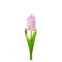 HIACYNT 40CM SUN561 LTPINK 2486