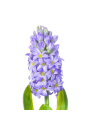 HIACYNT 40CM SUN561 LT. VIOLET 2488