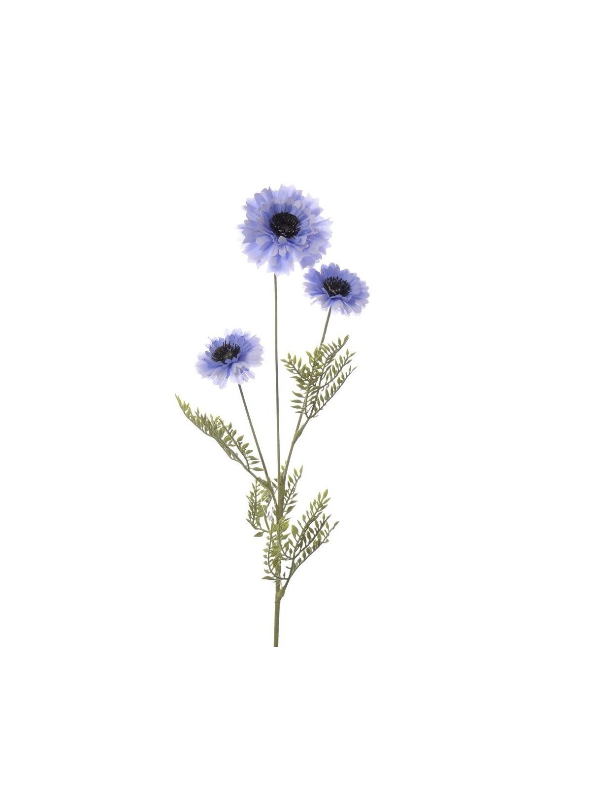 Chaber 73,5cm