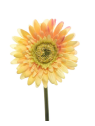 SMALL GERBERA SUN529 YELLOW 2017