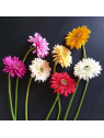 SMALL GERBERA SUN529 YELLOW 2017