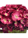 HORTENSJA SUN643 DR.BEAUTY