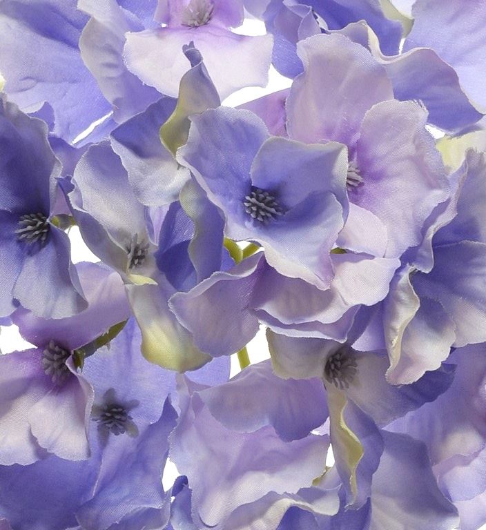 Hortensja główka 15cm sun644 violet