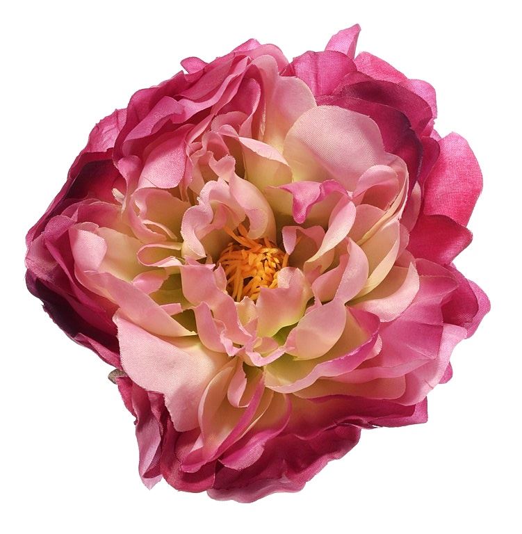 PEONIA WYROBOWA 15CM SUN406 DR.PINK/GREEN