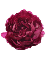 PEONIA WYROBOWA 15CM SUN406 DR. BEAUTY GREEN