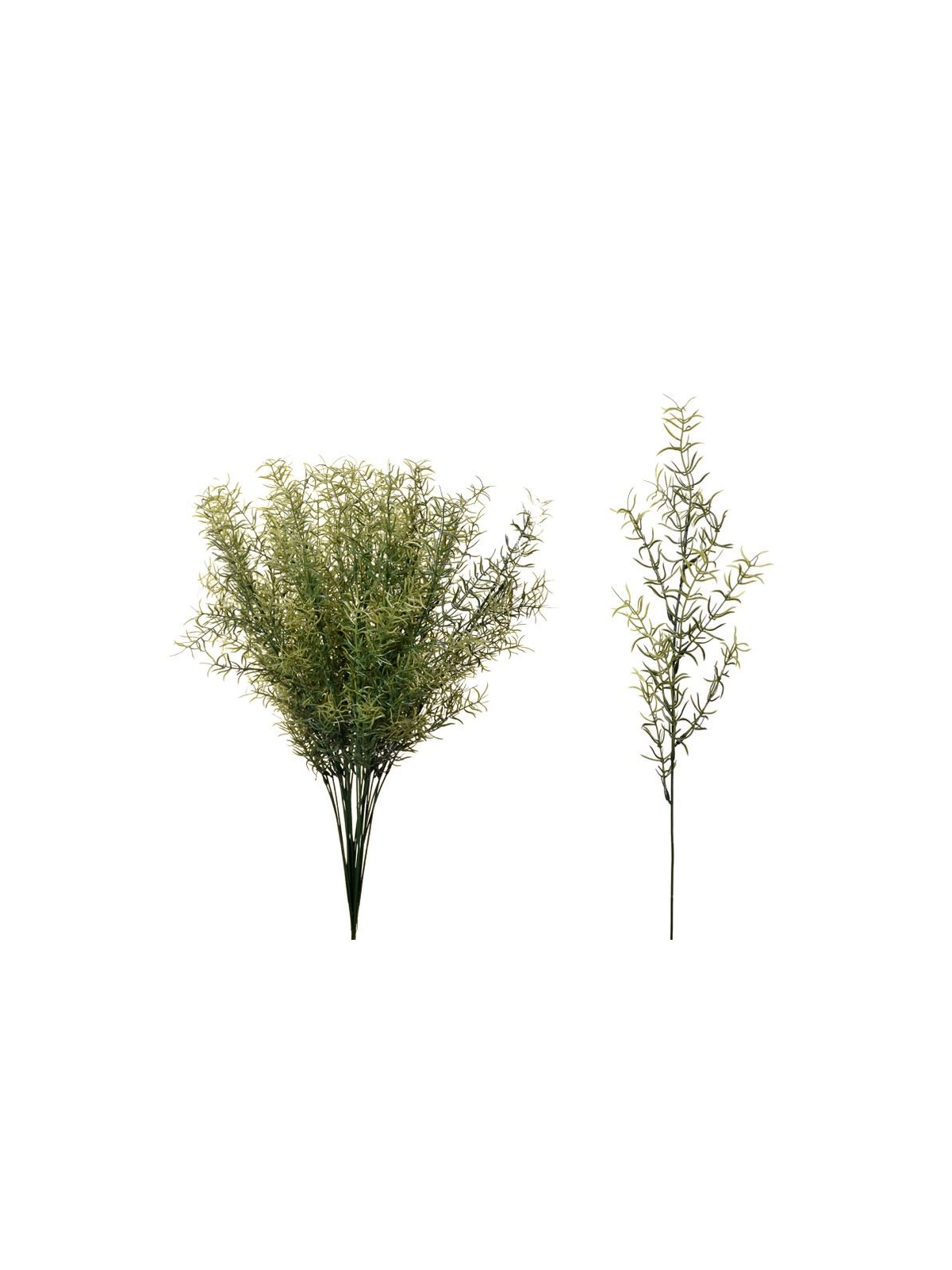 ASPARAGUS 58Cm SUN510 GREEN