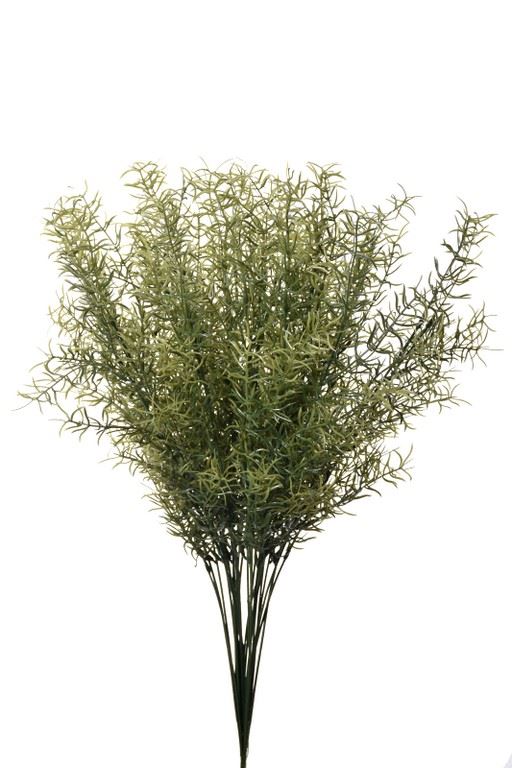 ASPARAGUS 58Cm SUN510 GREEN