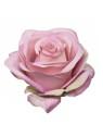 RÓŻA WYROBOWA 8CM SUN385 MAUVE LT PINK