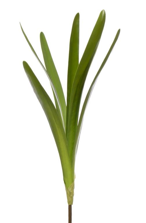 LIŚĆ UNIWERSALNY STORCZYK - AMARYLIS 50CM GREEN