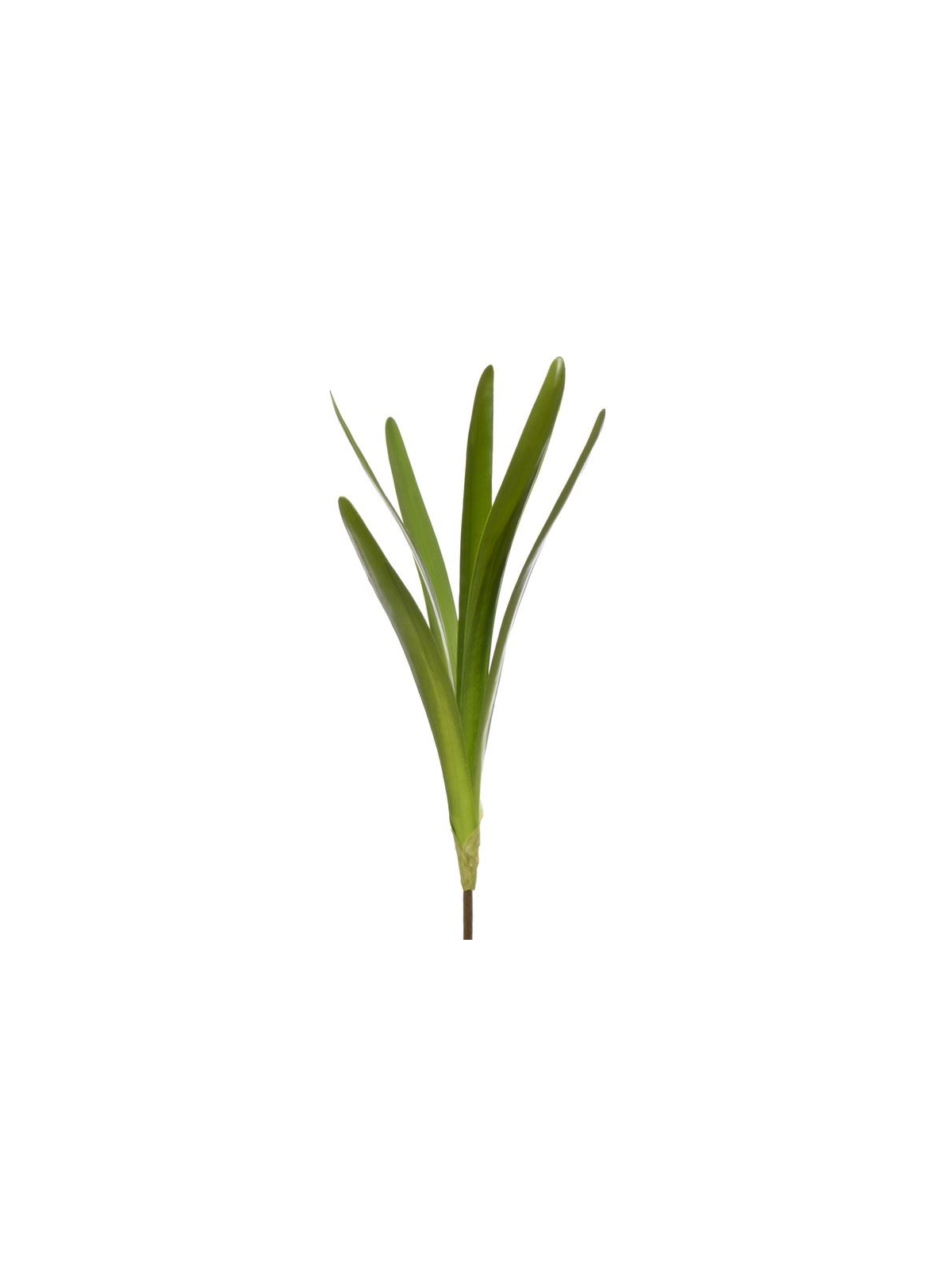 LIŚĆ UNIWERSALNY STORCZYK - AMARYLIS 50CM GREEN