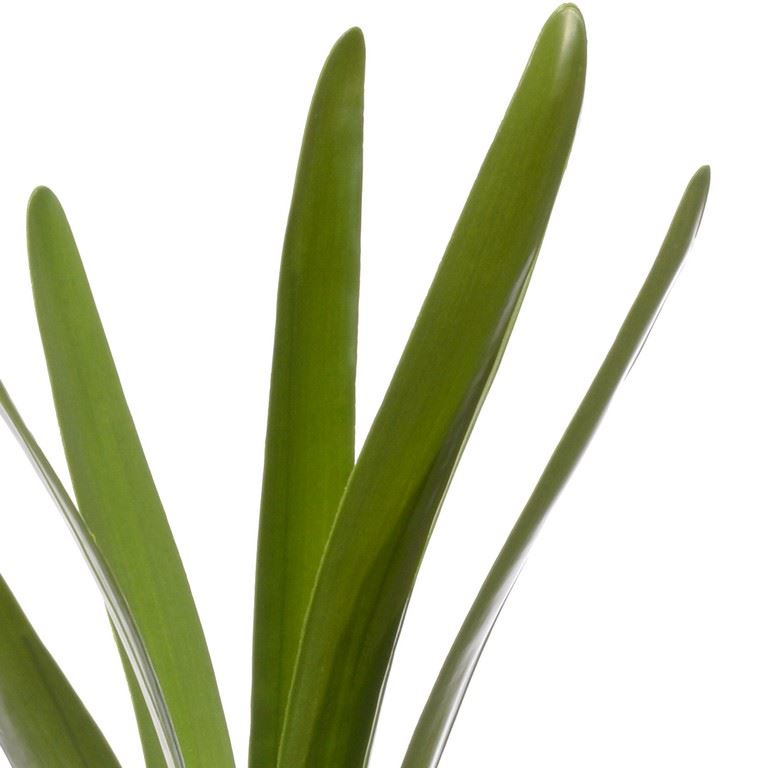 LIŚĆ UNIWERSALNY STORCZYK - AMARYLIS 50CM GREEN