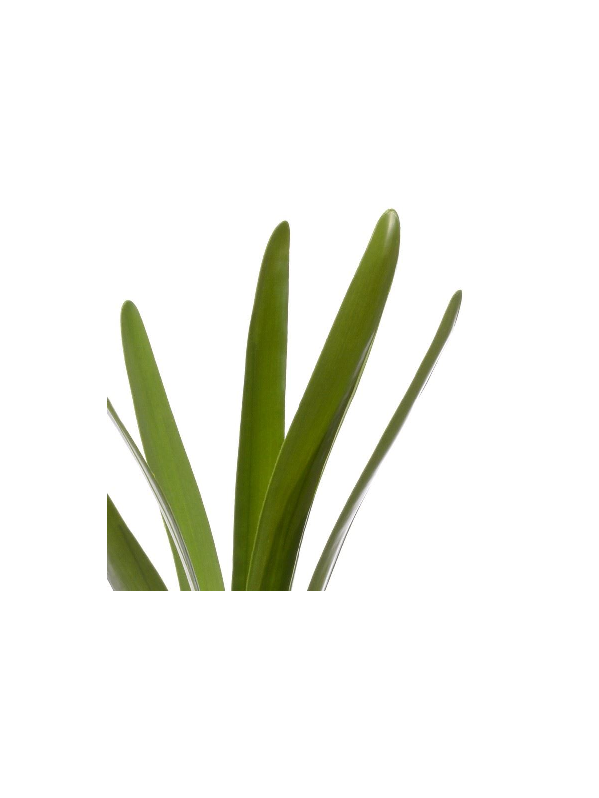 LIŚĆ UNIWERSALNY STORCZYK - AMARYLIS 50CM GREEN
