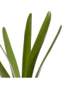 LIŚĆ UNIWERSALNY STORCZYK - AMARYLIS 50CM GREEN