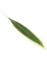 LIŚĆ PODŁUŻNY 64CM / CF1-47 GREEN YELLOW