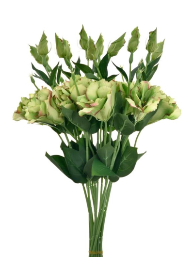 EUSTOMA NA PIKU 47CM SUN357 GREEN BURN COFFE