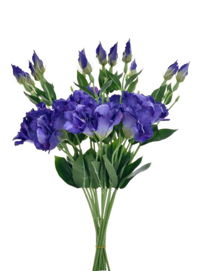 EUSTOMA NA PIKU 47CM SUN357 DR.BLUE
