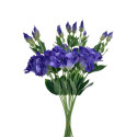 EUSTOMA NA PIKU 47CM SUN357 DR.BLUE