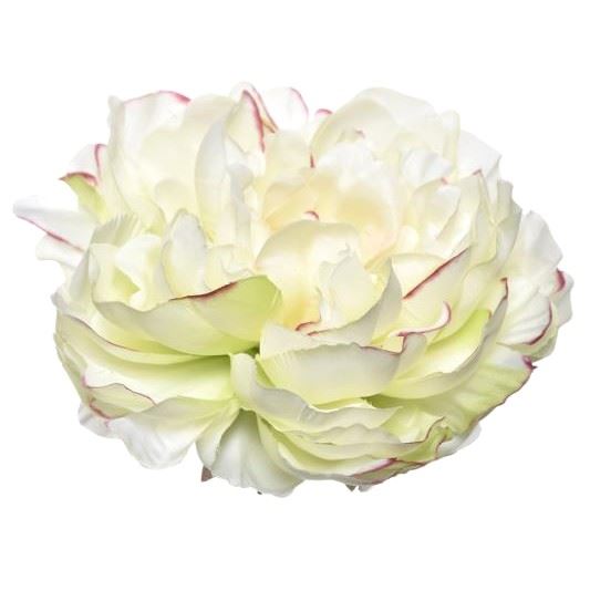 PEONIA WYROBOWA 15CM SUN406 LT GREEN EDGE PINK