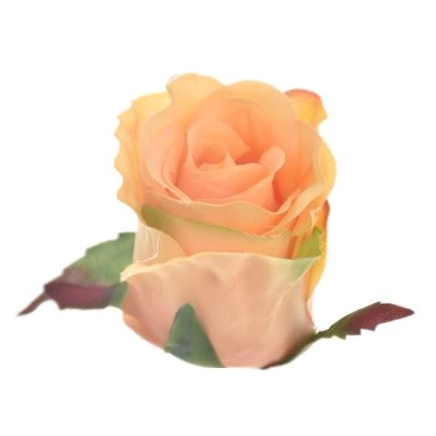 RÓŻA W PĄKU GŁÓWKA 6CM SUN412 LT TEA