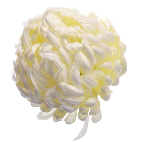 Chryzantema głowa 15cm ART037 white