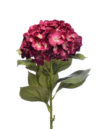 HORTENSJA SUN643 DR.BEAUTY