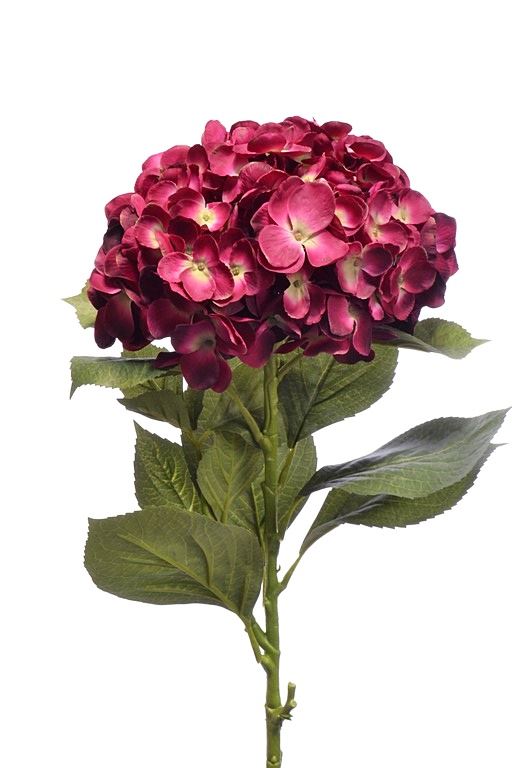 HORTENSJA SUN643 DR.BEAUTY