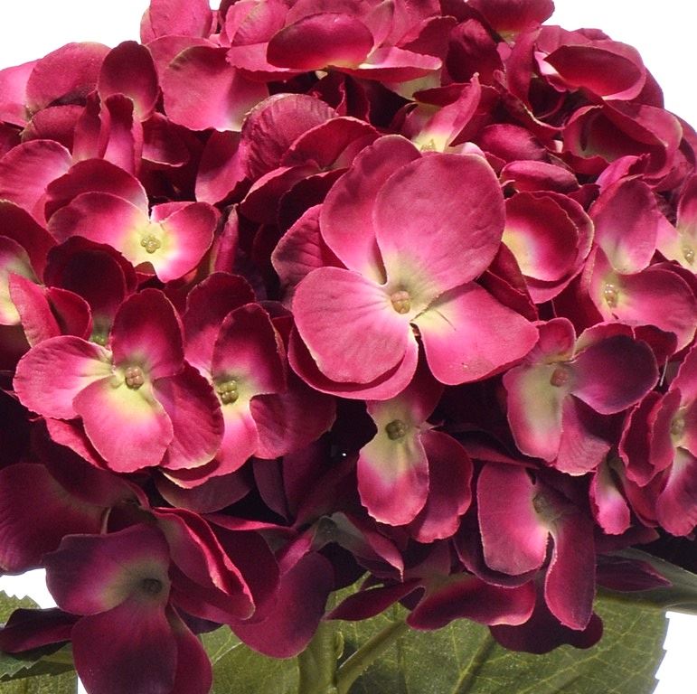HORTENSJA SUN643 DR.BEAUTY