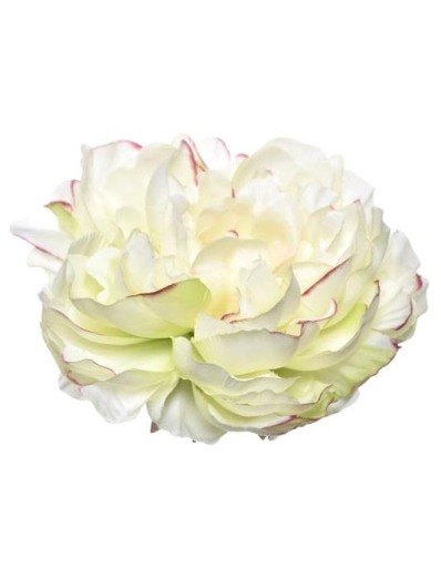 PEONIA WYROBOWA 15CM SUN406 LT GREEN EDGE PINK