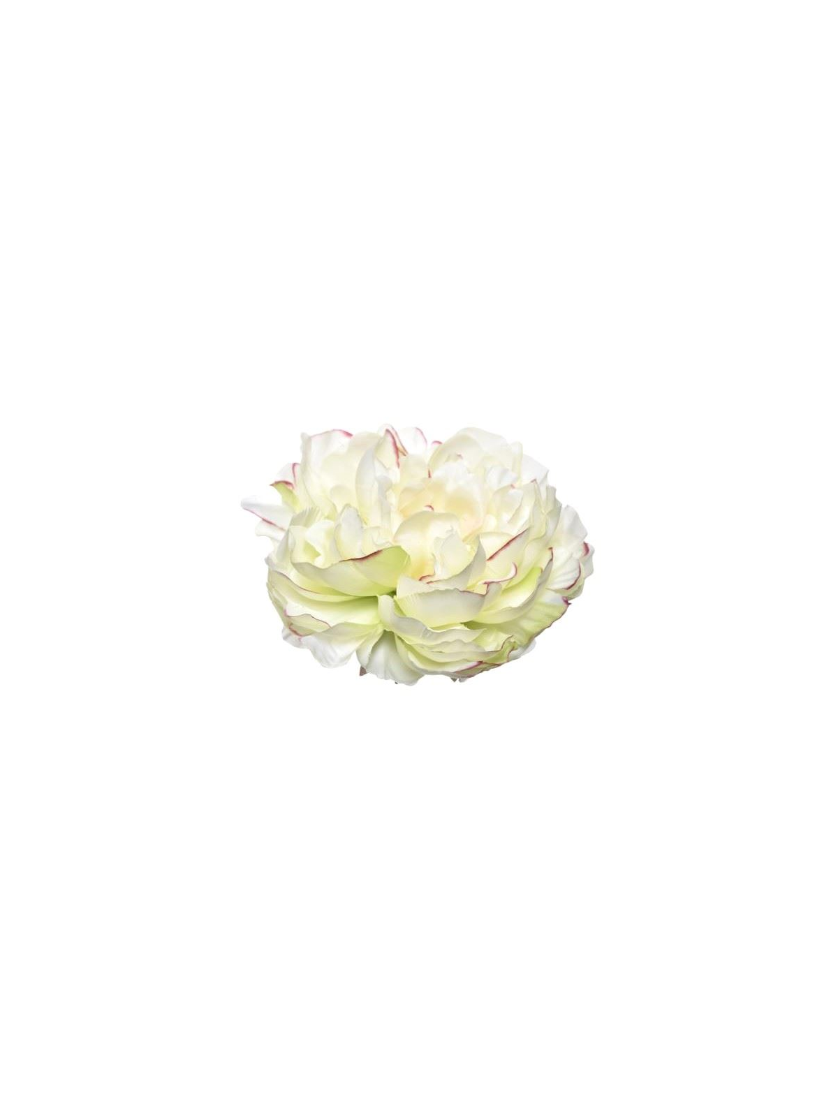 PEONIA WYROBOWA 15CM SUN406 LT GREEN EDGE PINK