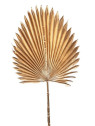 LIŚĆ PALMA 92CM GOLD