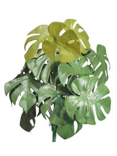 MONSTERA DO DONICZKI 18 PĘDÓW 45 CM GREEN