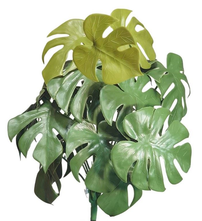 MONSTERA DO DONICZKI 18 PĘDÓW 45 CM GREEN