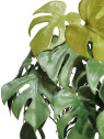 MONSTERA DO DONICZKI 18 PĘDÓW 45 CM GREEN