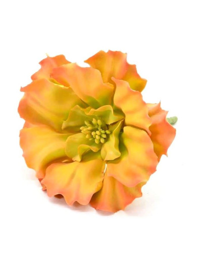 SUKULENT AEONIUM GUMA 14CM ORANGE GREEN