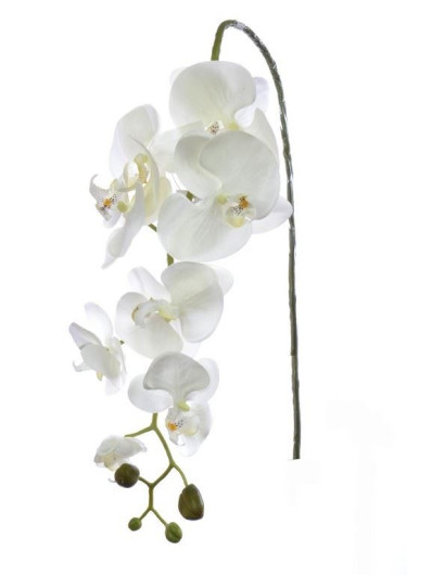 STORCZYK PHALAENOPSIS 98CM SUN315 CREAM