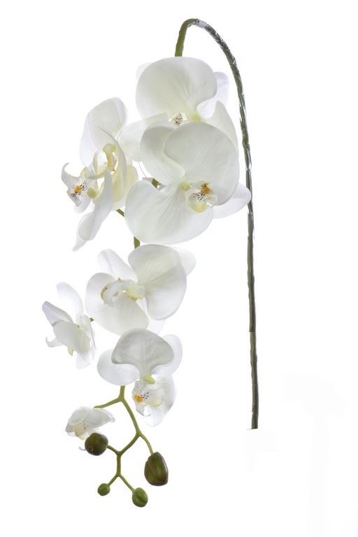 STORCZYK PHALAENOPSIS 98CM SUN315 CREAM