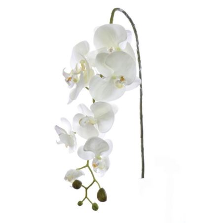 STORCZYK PHALAENOPSIS 98CM SUN315 CREAM