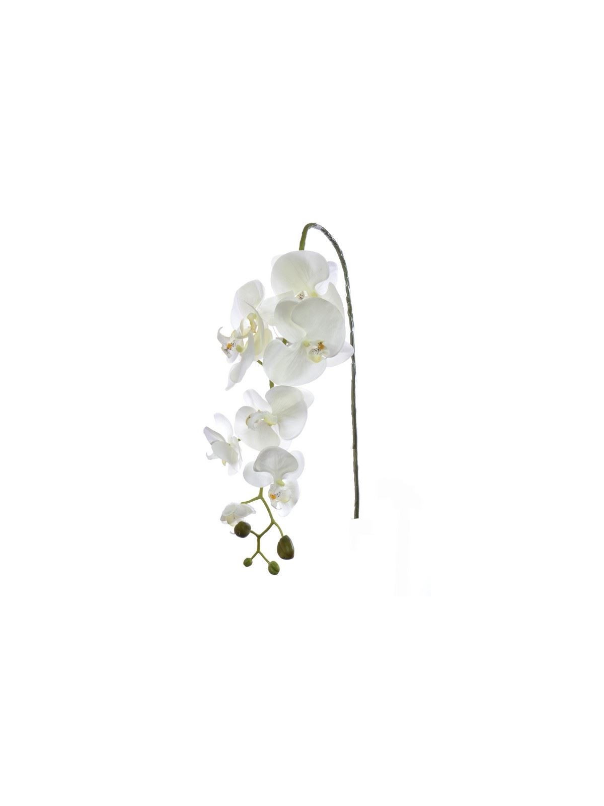 STORCZYK PHALAENOPSIS 98CM SUN315 CREAM