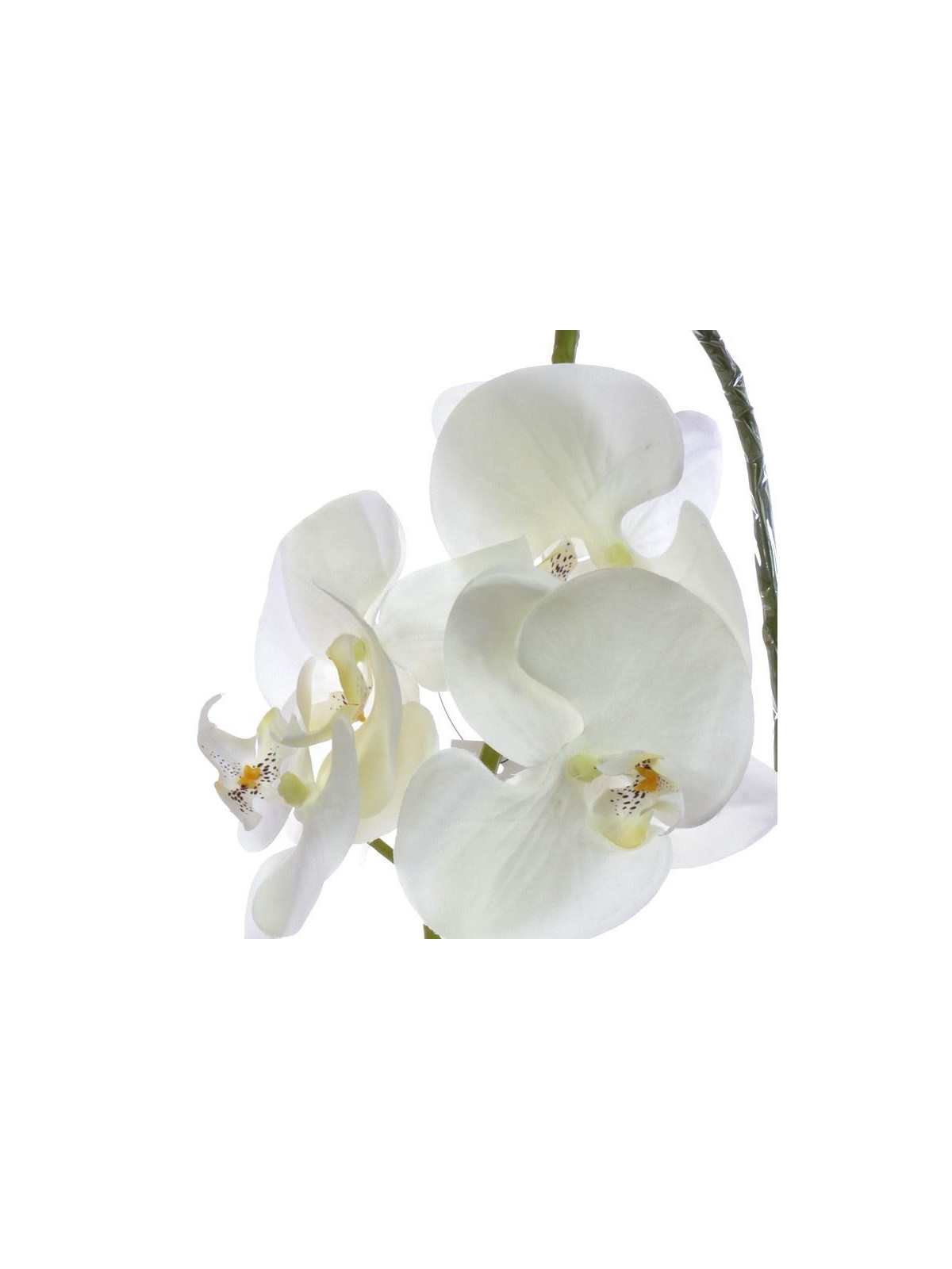 STORCZYK PHALAENOPSIS 98CM SUN315 CREAM