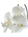 STORCZYK PHALAENOPSIS 98CM SUN315 CREAM