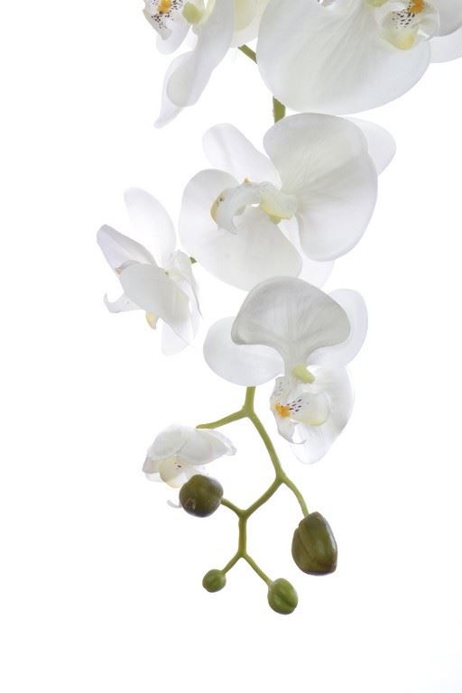 STORCZYK PHALAENOPSIS 98CM SUN315 CREAM