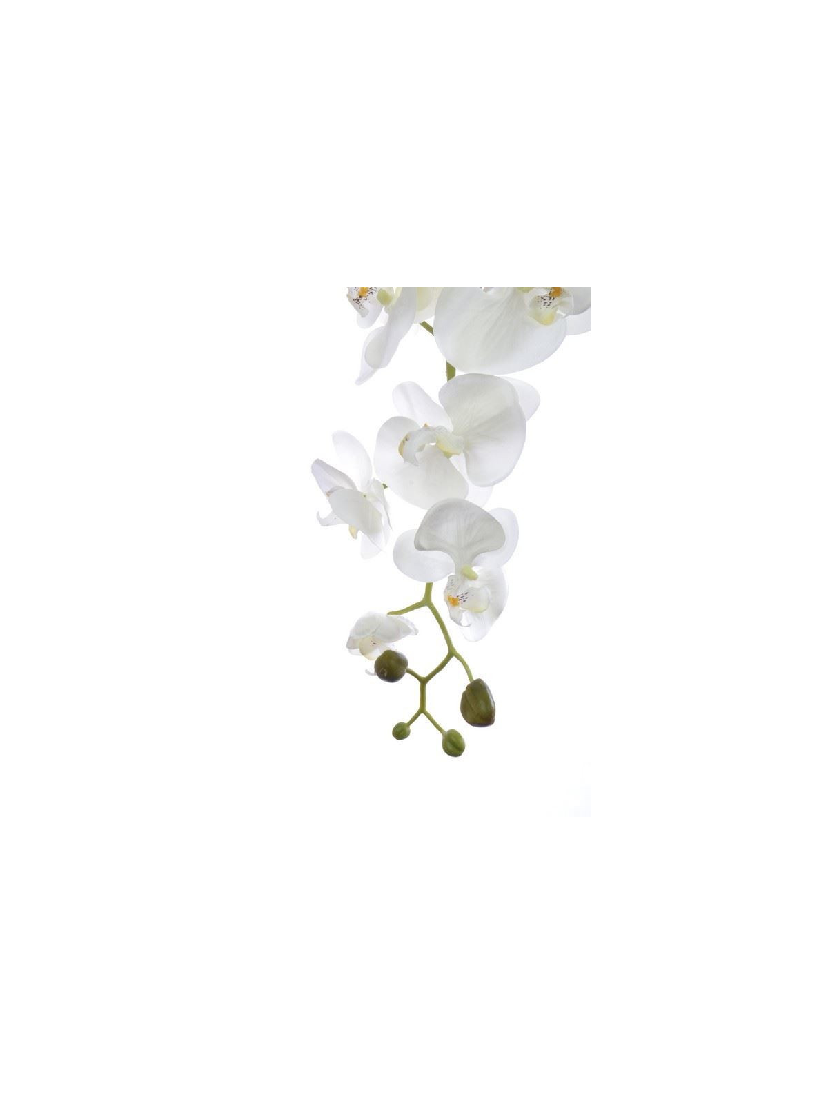 STORCZYK PHALAENOPSIS 98CM SUN315 CREAM