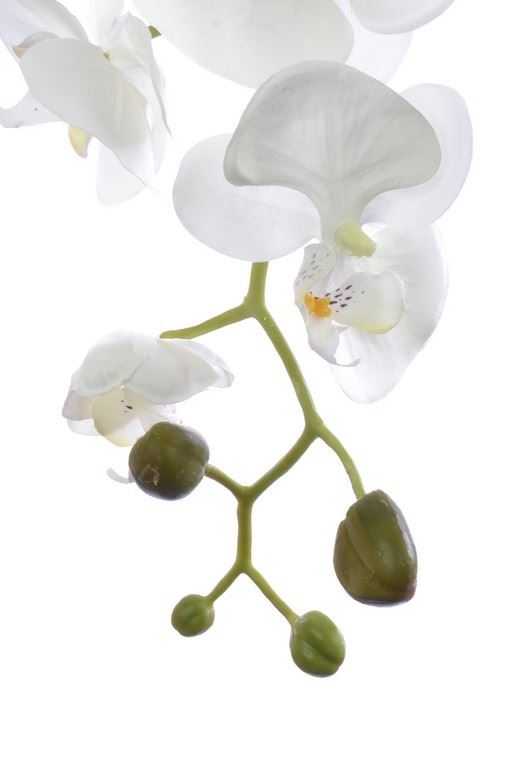 STORCZYK PHALAENOPSIS 98CM SUN315 CREAM