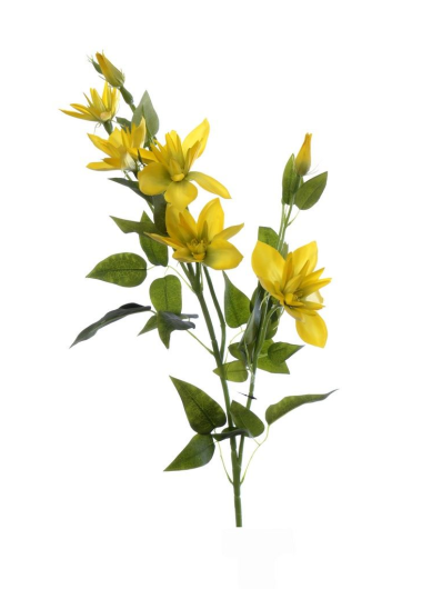 Klematis gałązka sun508 yellow