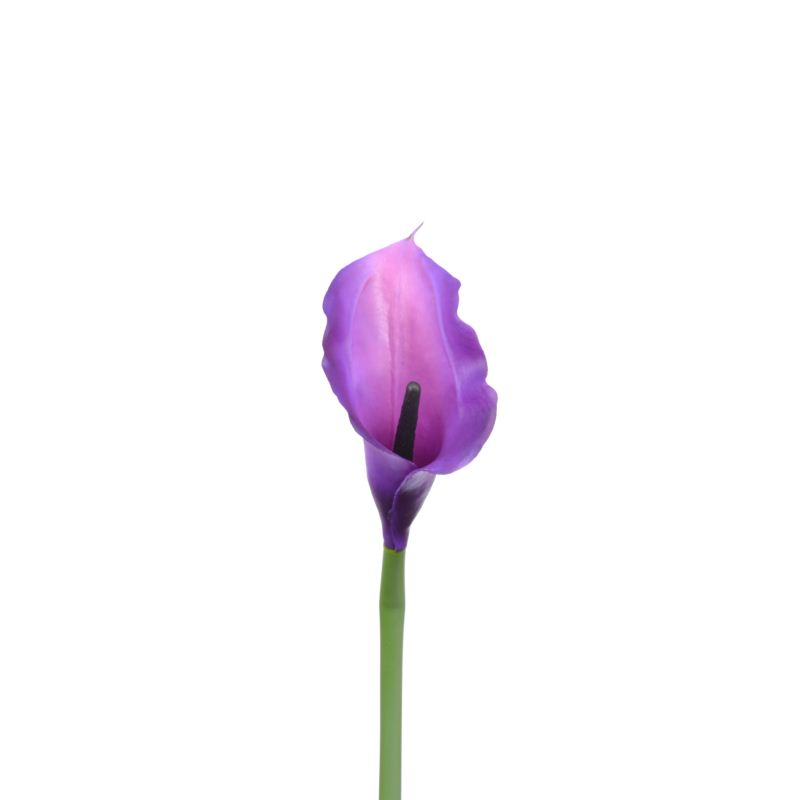 CALLA p./0312 Z-4
