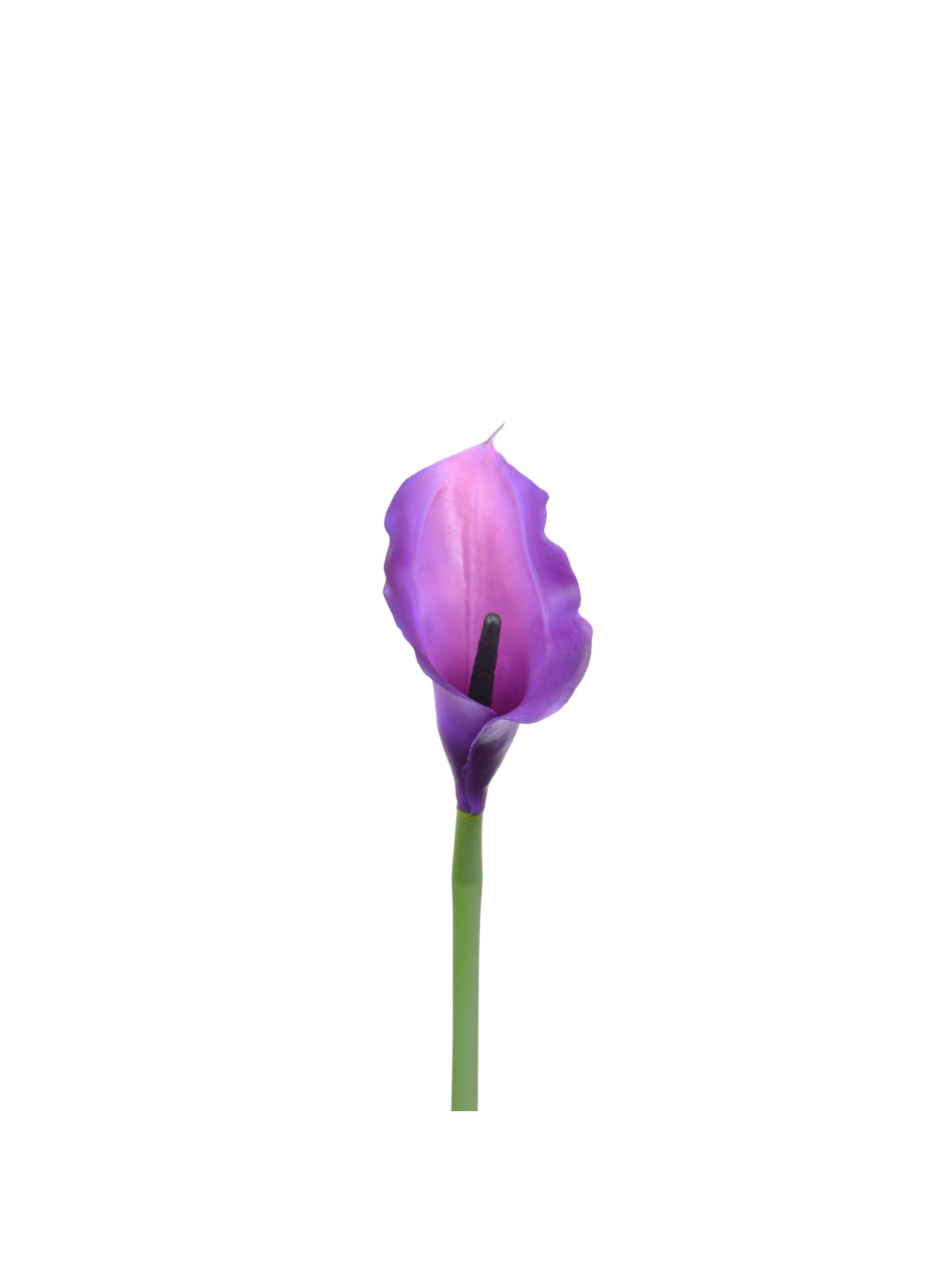 CALLA p./0312 Z-4