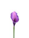 CALLA p./0312 Z-4