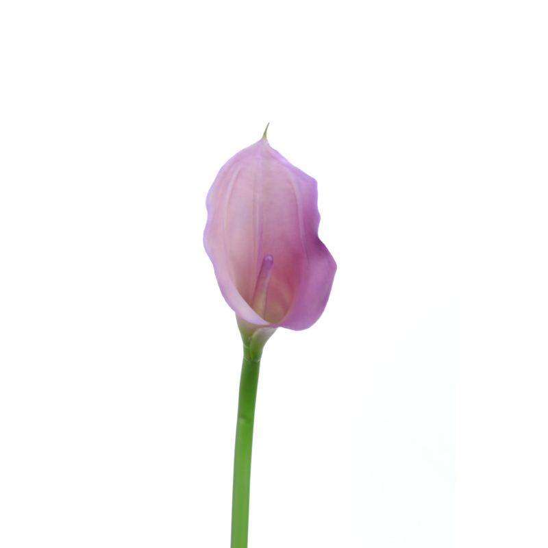 CALLA p./0312 Z-4